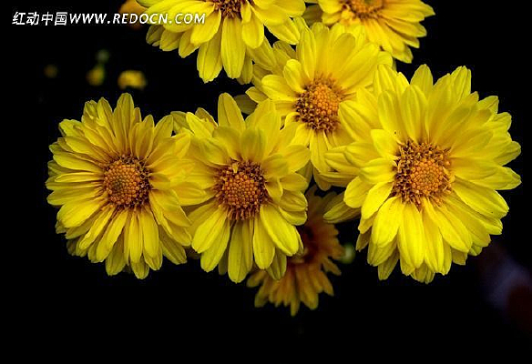 ʢ���Ļ�ɫС�ջ�