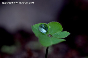 �̲��ϵ�С¶��