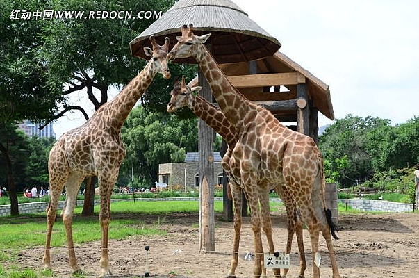 ��ֻ����¹