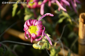 �������ŵ��Ͼ�