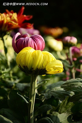 ��ɫ�ջ���