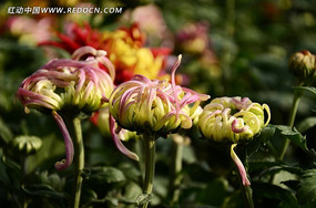 ����������޵ľջ���