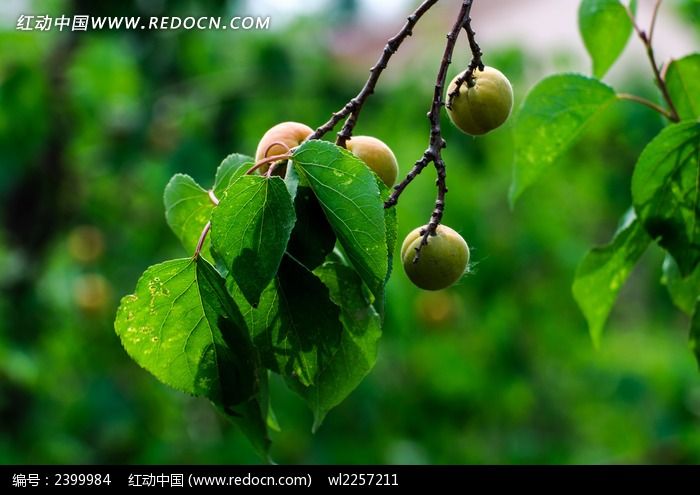 �������ӵ���֦ͼƬ