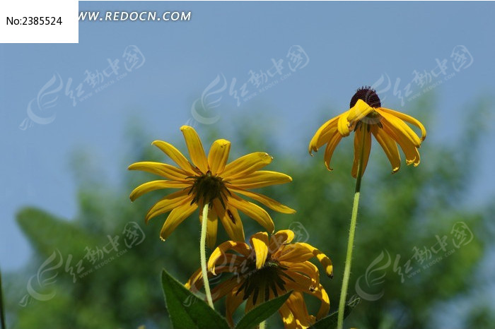 ������Ľ���ͼƬ