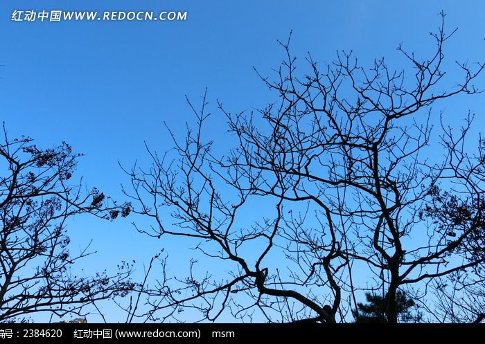 ����֦��ӰͼƬ