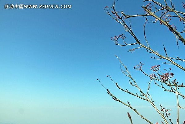 �ݻƹ�ʵ��֦