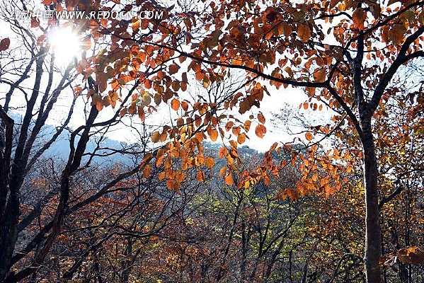 ��Ҷ���ز�