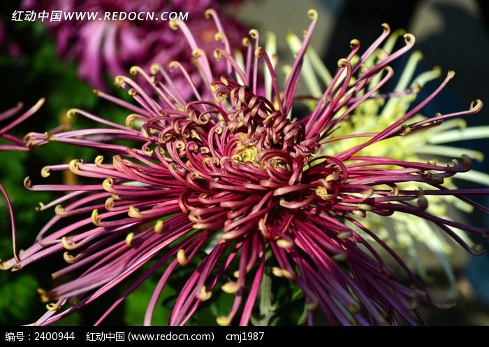 �ޱ������ľջ�ͼƬ