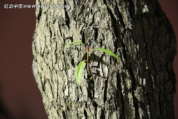 ��η����