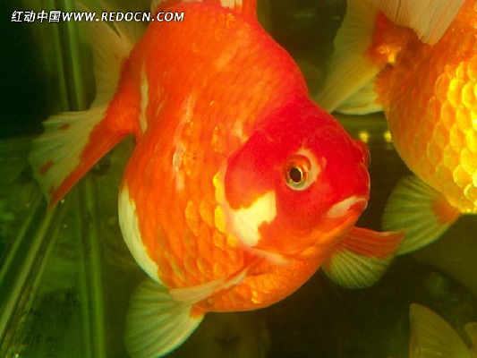 �����Ľ���