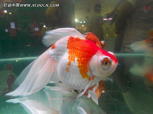 Ư���Ľ���