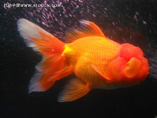 ����еĽ���