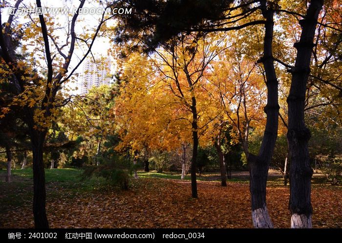 ��������ͼƬ