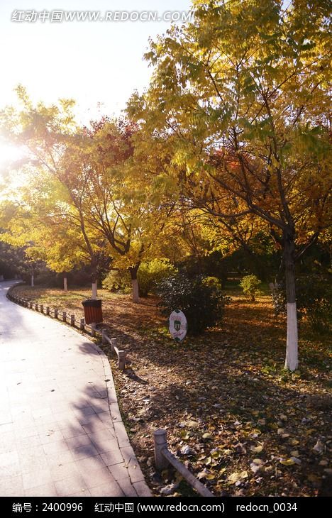 ������ľͼƬ