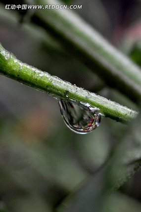 ��֦�ϵ�¶��