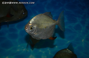 ������д