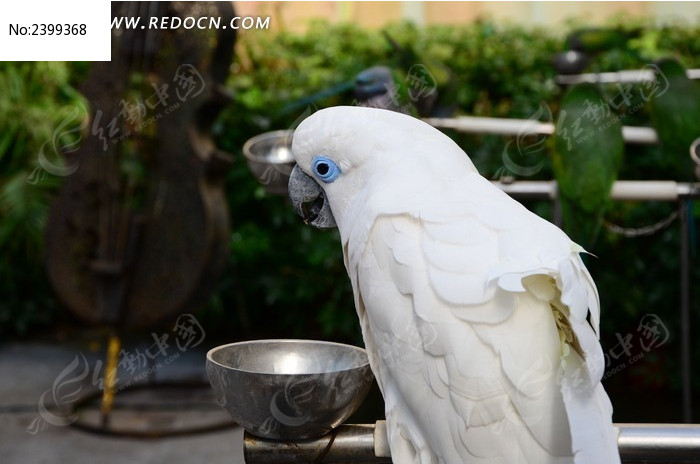 �����İ�ɫ����ͼƬ