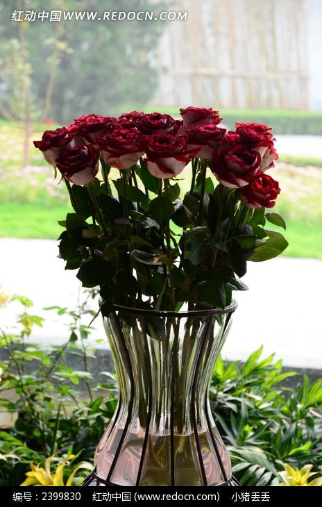 ��ƿ��ʢ����õ�廨ͼƬ