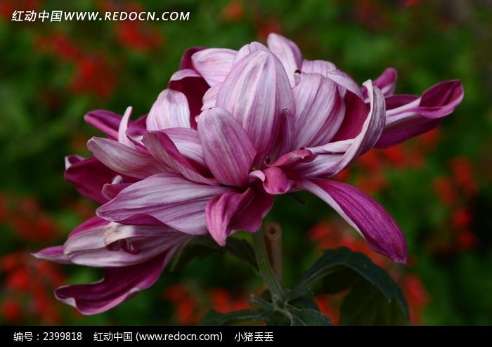 ���޵ķ�ɫ�ջ�ͼƬ