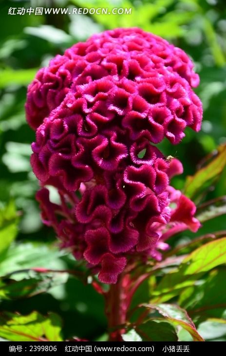 �����ƻ�ļ��ڻ�ͼƬ