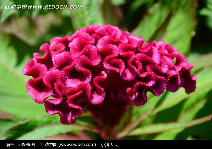 �����ļ��ڻ�ͼƬ