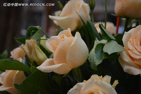 ���Ľ�õ��