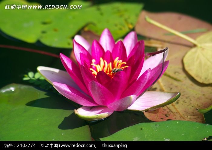 ������дͼƬ