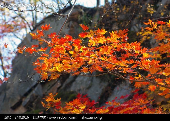 ɽ���еķ�ҶͼƬ