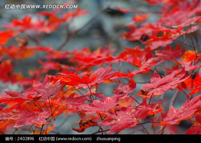 ���޵ķ�ҶͼƬ