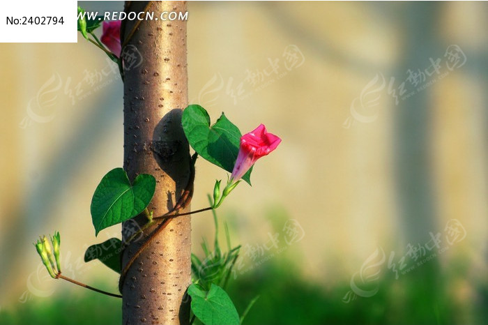 ���������Ȼ�ͼƬ