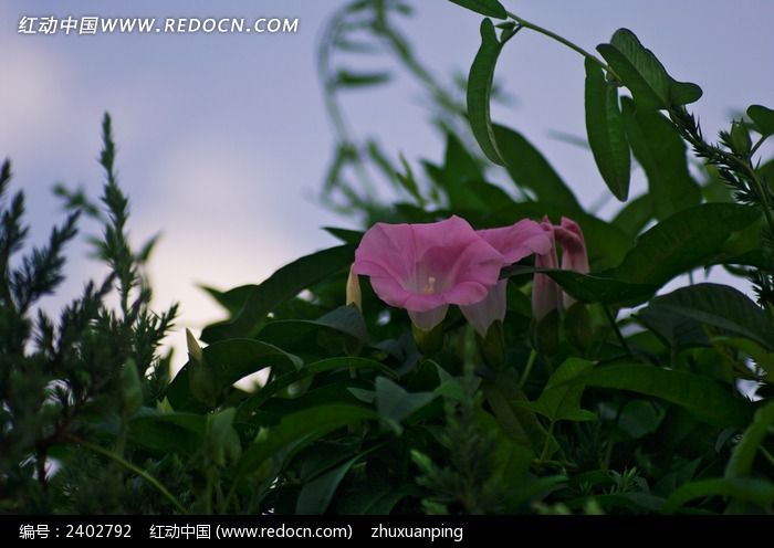 ������ǣţ��ͼƬ