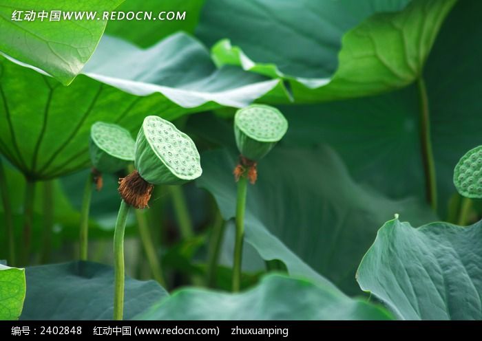 ��Ҷ������ͼƬ