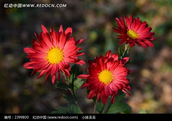 �ٻ���������Ŀ��ͼƬ