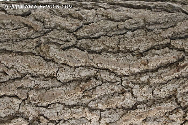 ����ľ��