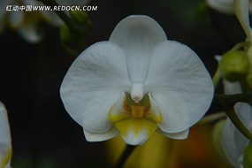 ��׺�����