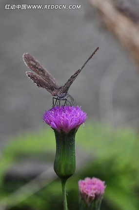 Ұ�������