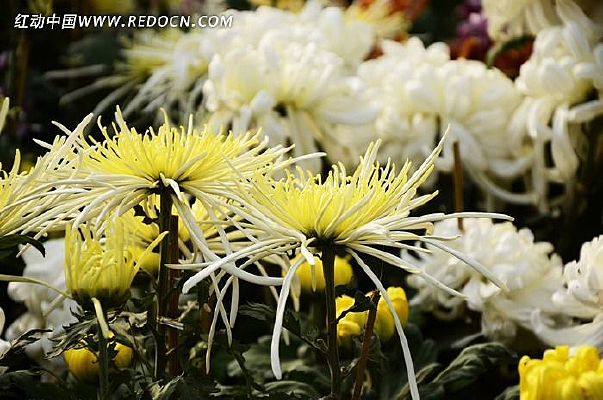 �����ջ�����