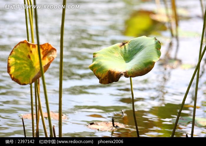 ����Ĳк�ͼƬ