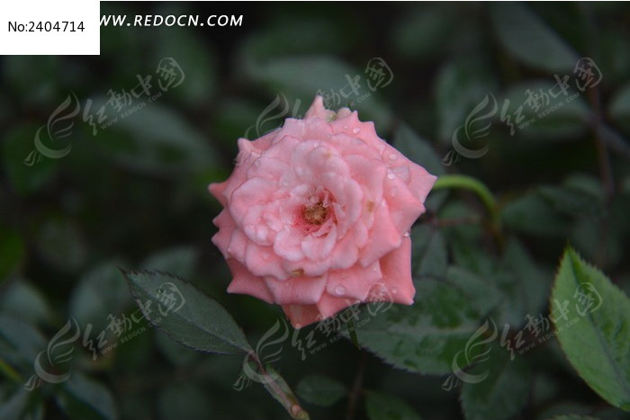 ��ʯСõ��ͼƬ