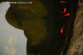 ��ɫ�Ľ���