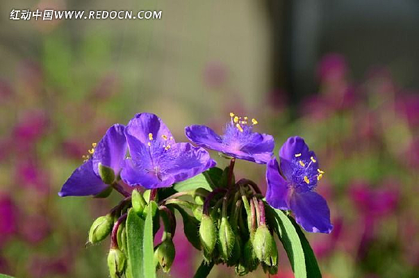 ��Ҷ�յĻ���