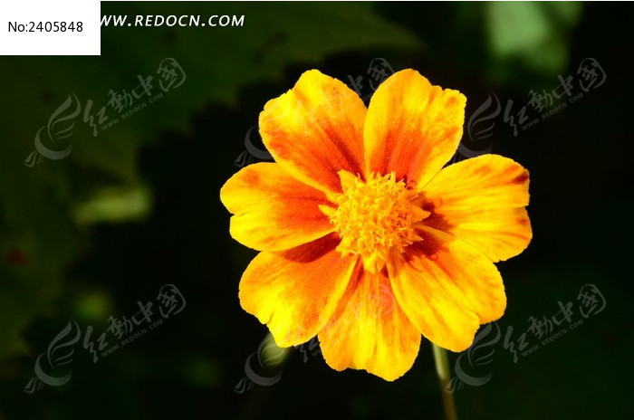 ���޵Ŀ�ȸ��ͼƬ