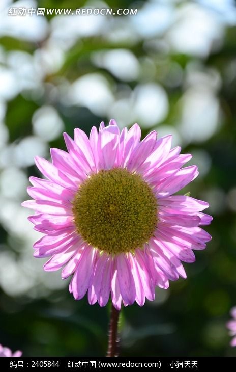 ���޵�̫����ͼƬ