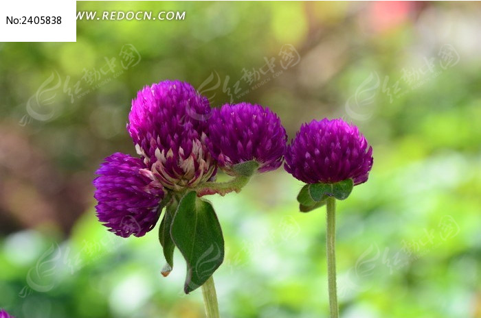 ���޵���ɫǧ�պ�ͼƬ