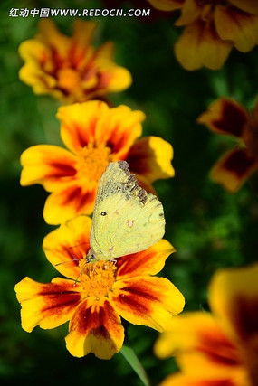 ��ȸ�ݻ���