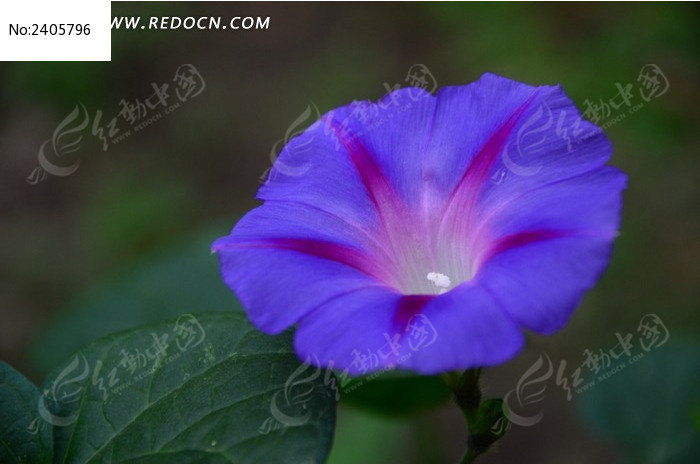 ���޵���ɫǣţ��ͼƬ