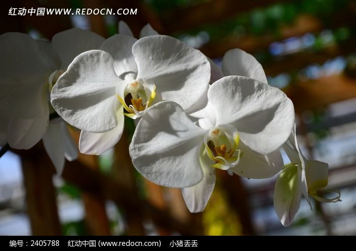 �����İ�ɫ������ͼƬ