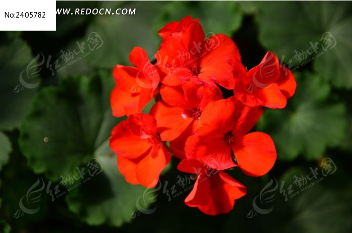 ���޵���������ͼƬ