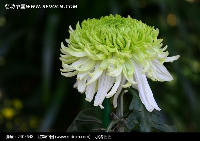 ��ɫ�ľջ�ͼƬ