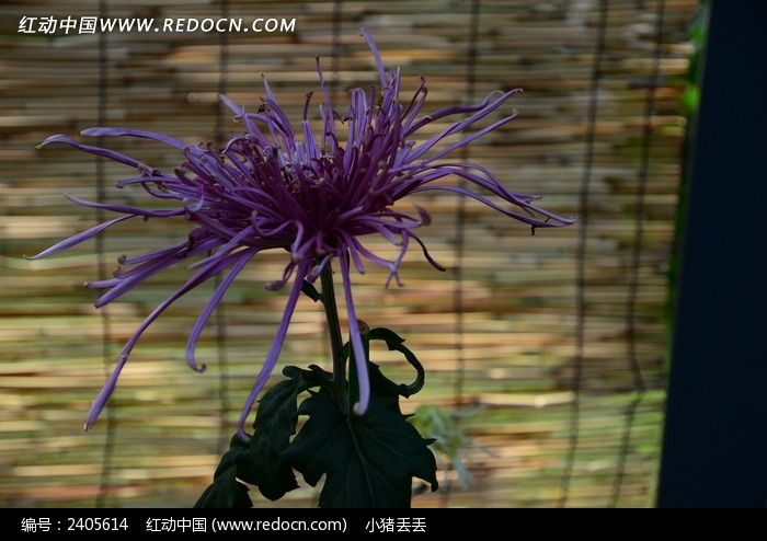 ��������ɫ�񻨾�ͼƬ